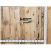 Image 1 : 20" Largemouth Bass Real Skin Fish Taxidermy