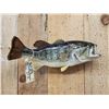 Image 2 : 20" Largemouth Bass Real Skin Fish Taxidermy