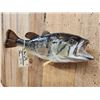 Image 3 : 20" Largemouth Bass Real Skin Fish Taxidermy
