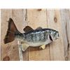 Image 4 : 20" Largemouth Bass Real Skin Fish Taxidermy