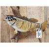 Image 2 : 20" Smallmouth Bass Real Skin Fish Taxidermy