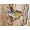 Image 3 : 20" Smallmouth Bass Real Skin Fish Taxidermy