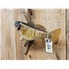 Image 4 : 20" Smallmouth Bass Real Skin Fish Taxidermy