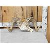 Image 1 : Alaskan Dall Sheep Horns On Skull Plate