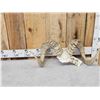 Image 2 : Alaskan Dall Sheep Horns On Skull Plate