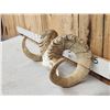 Image 4 : Alaskan Dall Sheep Horns On Skull Plate