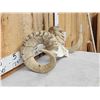 Image 5 : Alaskan Dall Sheep Horns On Skull Plate