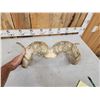 Image 6 : Alaskan Dall Sheep Horns On Skull Plate