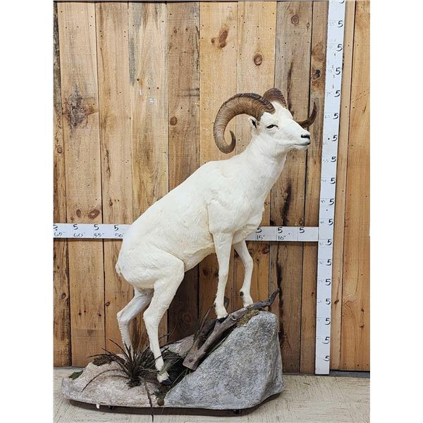 Extra Nice Alaskan Dall Sheep Full Body Taxidermy Mount