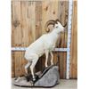 Image 1 : Extra Nice Alaskan Dall Sheep Full Body Taxidermy Mount