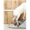 Image 2 : Extra Nice Alaskan Dall Sheep Full Body Taxidermy Mount