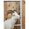 Image 3 : Extra Nice Alaskan Dall Sheep Full Body Taxidermy Mount