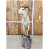 Image 4 : Extra Nice Alaskan Dall Sheep Full Body Taxidermy Mount