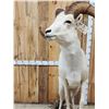 Image 5 : Extra Nice Alaskan Dall Sheep Full Body Taxidermy Mount