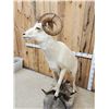 Image 6 : Extra Nice Alaskan Dall Sheep Full Body Taxidermy Mount
