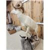 Image 7 : Extra Nice Alaskan Dall Sheep Full Body Taxidermy Mount