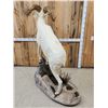 Image 8 : Extra Nice Alaskan Dall Sheep Full Body Taxidermy Mount