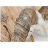 Image 9 : Extra Nice Alaskan Dall Sheep Full Body Taxidermy Mount
