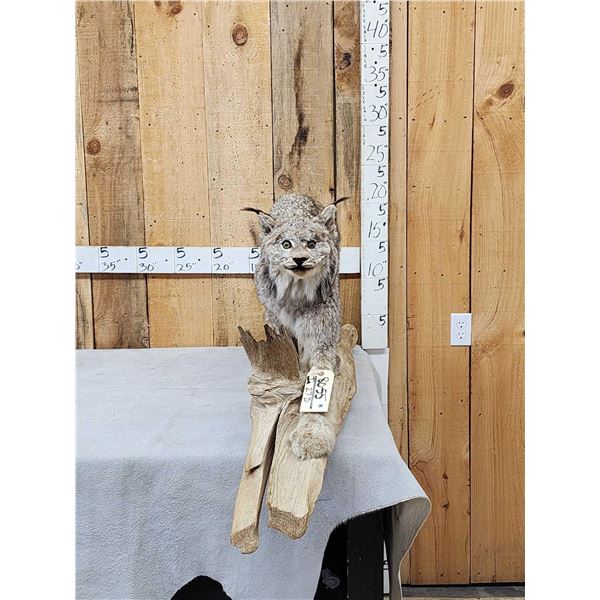 Alaskan Lynx Full Body Taxidermy Mount