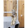 Image 1 : Alaskan Lynx Full Body Taxidermy Mount