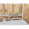 Image 2 : Alaskan Lynx Full Body Taxidermy Mount