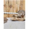 Image 3 : Alaskan Lynx Full Body Taxidermy Mount