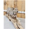 Image 4 : Alaskan Lynx Full Body Taxidermy Mount