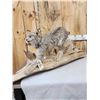 Image 5 : Alaskan Lynx Full Body Taxidermy Mount