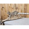 Image 6 : Alaskan Lynx Full Body Taxidermy Mount