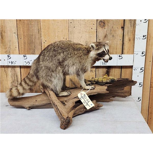 Racoon With Fish Taxidermy Mount
