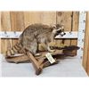 Image 1 : Racoon With Fish Taxidermy Mount