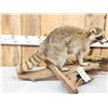 Image 2 : Racoon With Fish Taxidermy Mount