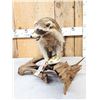 Image 3 : Racoon With Fish Taxidermy Mount