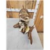 Image 4 : Racoon With Fish Taxidermy Mount