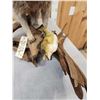 Image 5 : Racoon With Fish Taxidermy Mount
