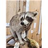 Image 6 : Racoon With Fish Taxidermy Mount