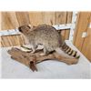 Image 7 : Racoon With Fish Taxidermy Mount