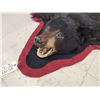 Image 3 : Black Bear Rug Taxidermy