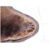 Image 10 : Nice Brown Phase Black Bear Rug Taxidermy