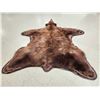 Image 11 : Nice Brown Phase Black Bear Rug Taxidermy