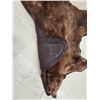 Image 12 : Nice Brown Phase Black Bear Rug Taxidermy