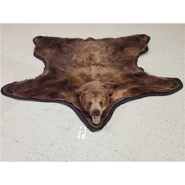 Nice Brown Phase Black Bear Rug Taxidermy