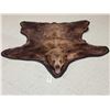 Image 1 : Nice Brown Phase Black Bear Rug Taxidermy