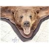 Image 2 : Nice Brown Phase Black Bear Rug Taxidermy