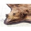 Image 3 : Nice Brown Phase Black Bear Rug Taxidermy