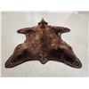Image 6 : Nice Brown Phase Black Bear Rug Taxidermy