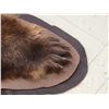 Image 7 : Nice Brown Phase Black Bear Rug Taxidermy