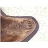 Image 8 : Nice Brown Phase Black Bear Rug Taxidermy