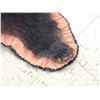 Image 6 : Black Bear Rug Taxidermy
