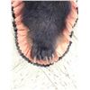 Image 8 : Black Bear Rug Taxidermy